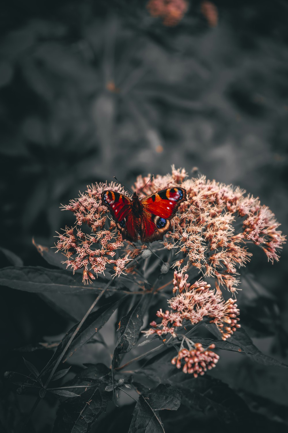 peacock butterfly perched on white and pink flower in close up photography during daytime