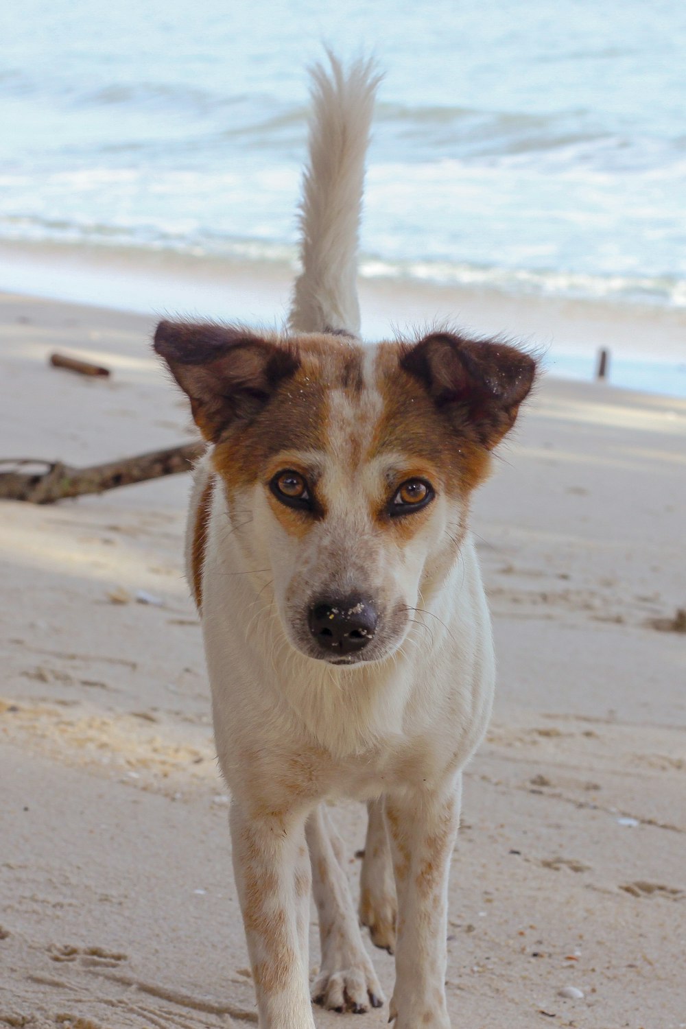 white and brown short coated dog on white sand during daytime