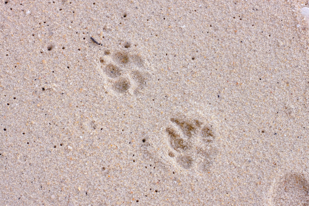 impronte di piedi su sabbia marrone