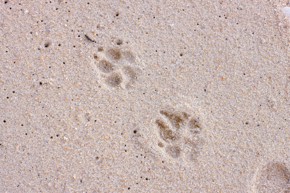 Fußabdrücke auf braunem Sand