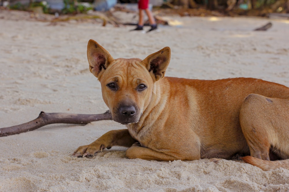 brown short coated dog lying on white sand during daytime