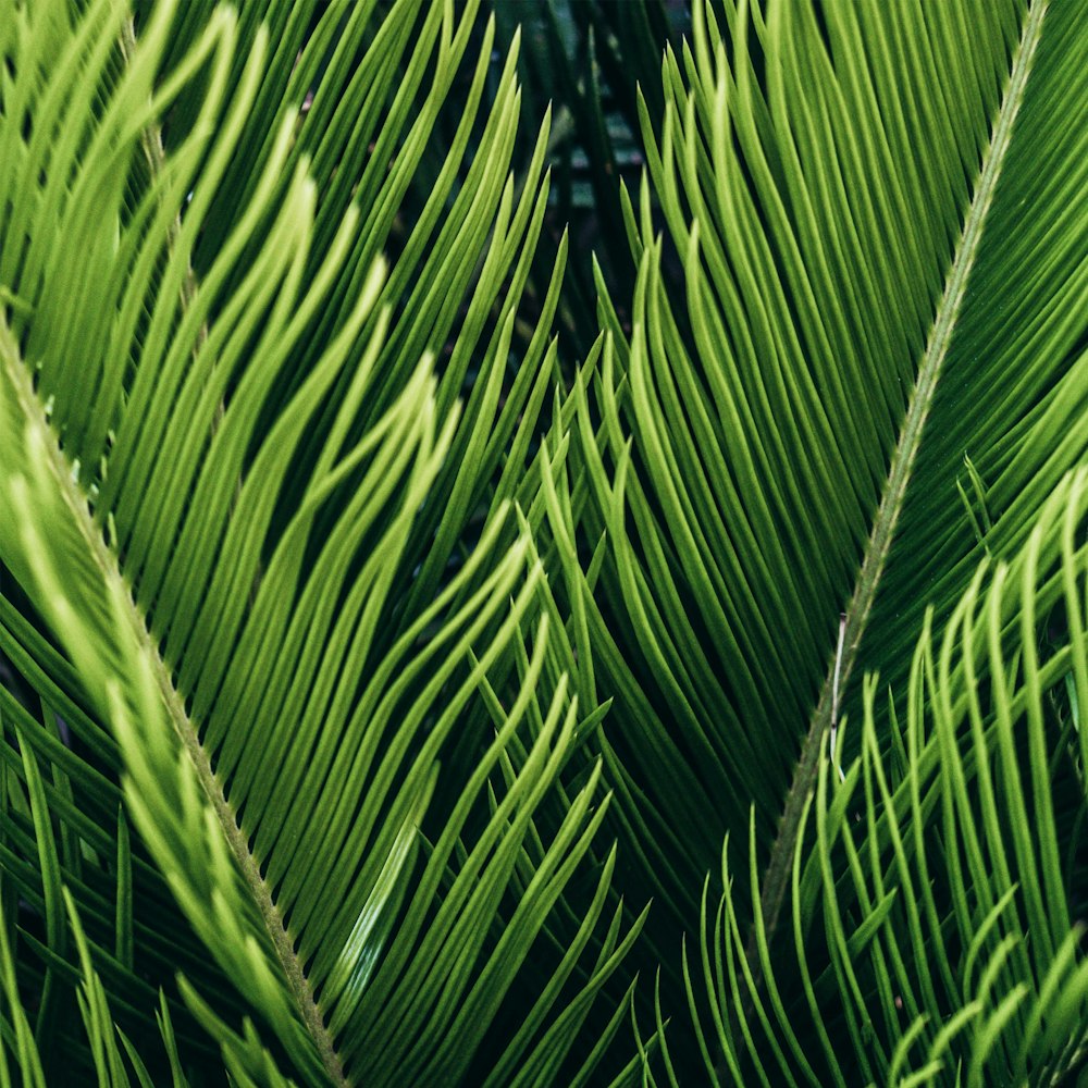 green palm tree during daytime