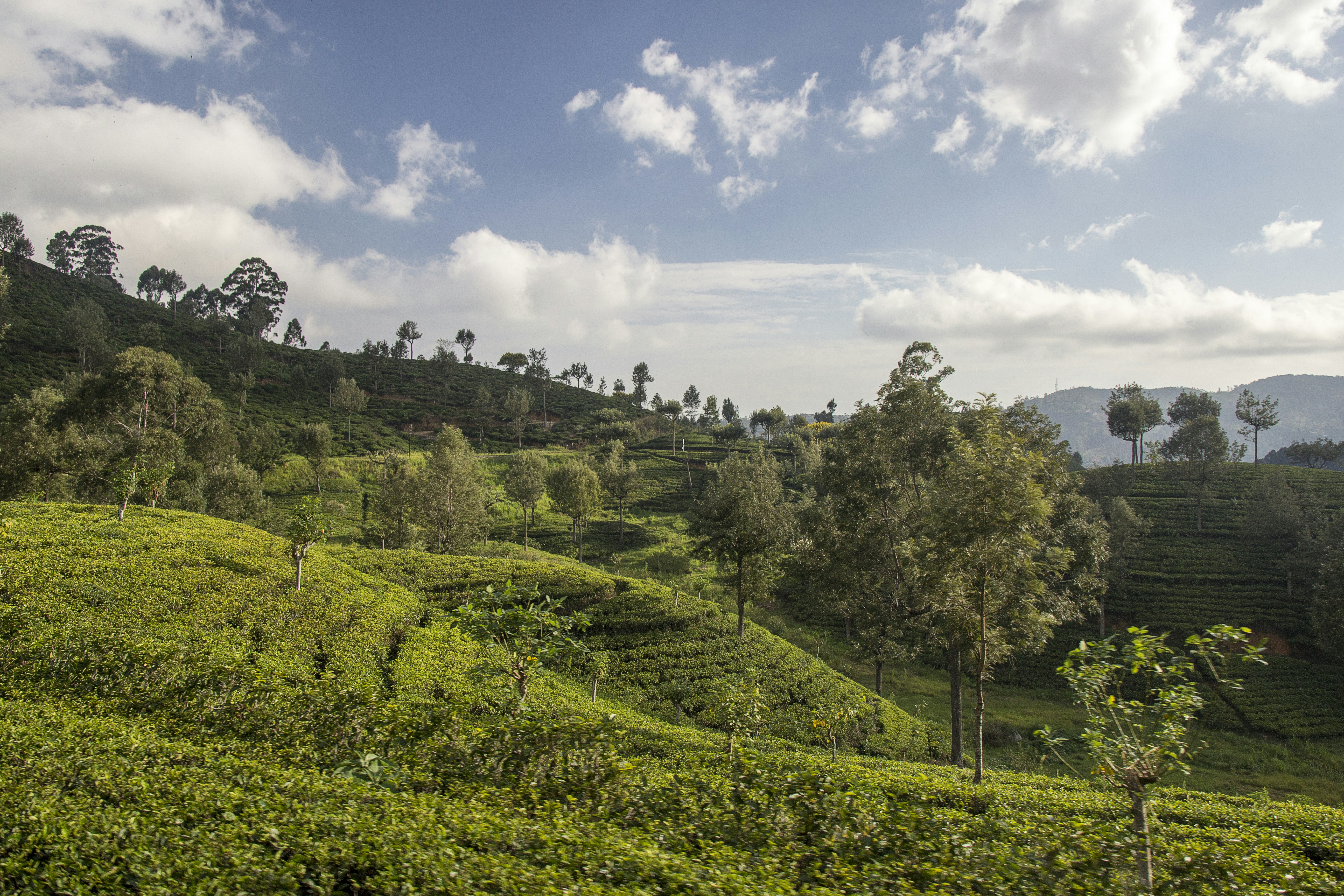 Kandy