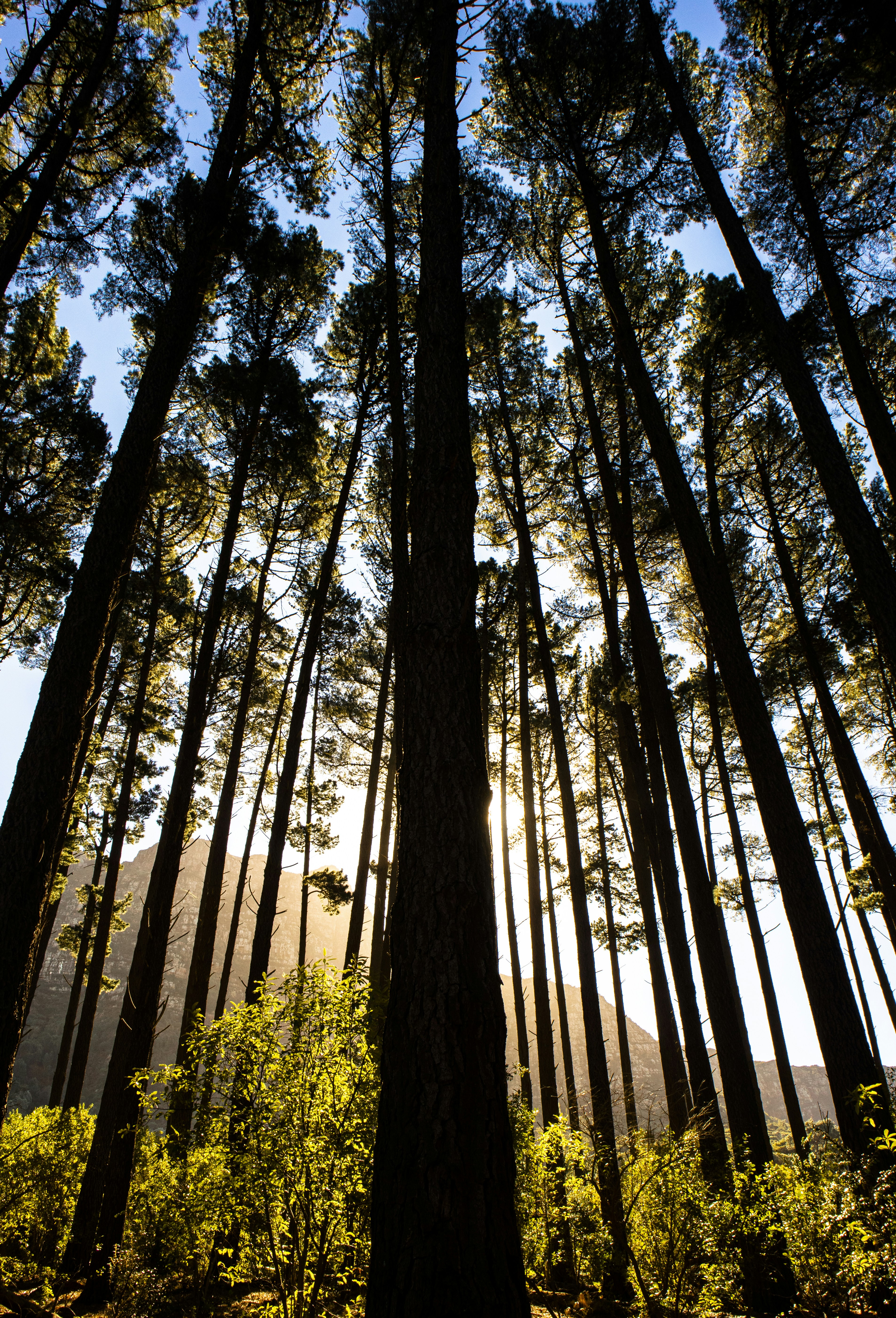 low angle photography of trees during daytime