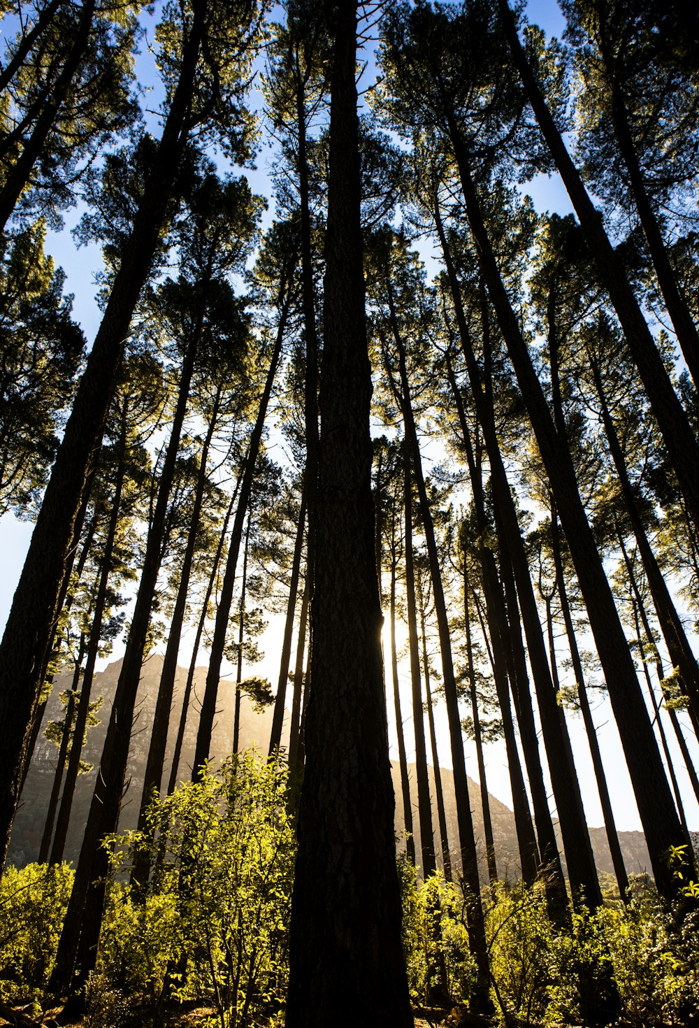 Fotografía de ángulo bajo de árboles durante el día