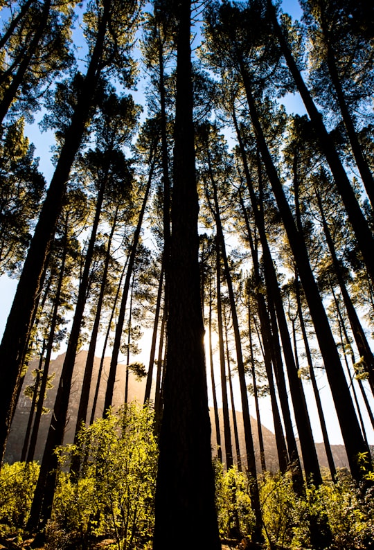 low angle photography of trees during daytime in Newlands South Africa