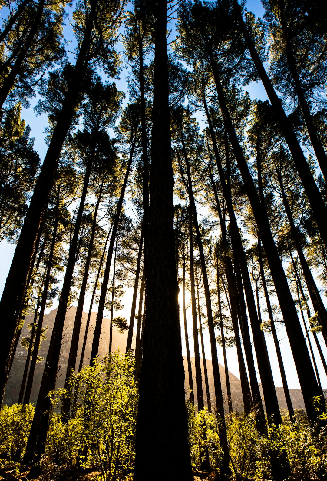 Forest photo spot Newlands South Africa