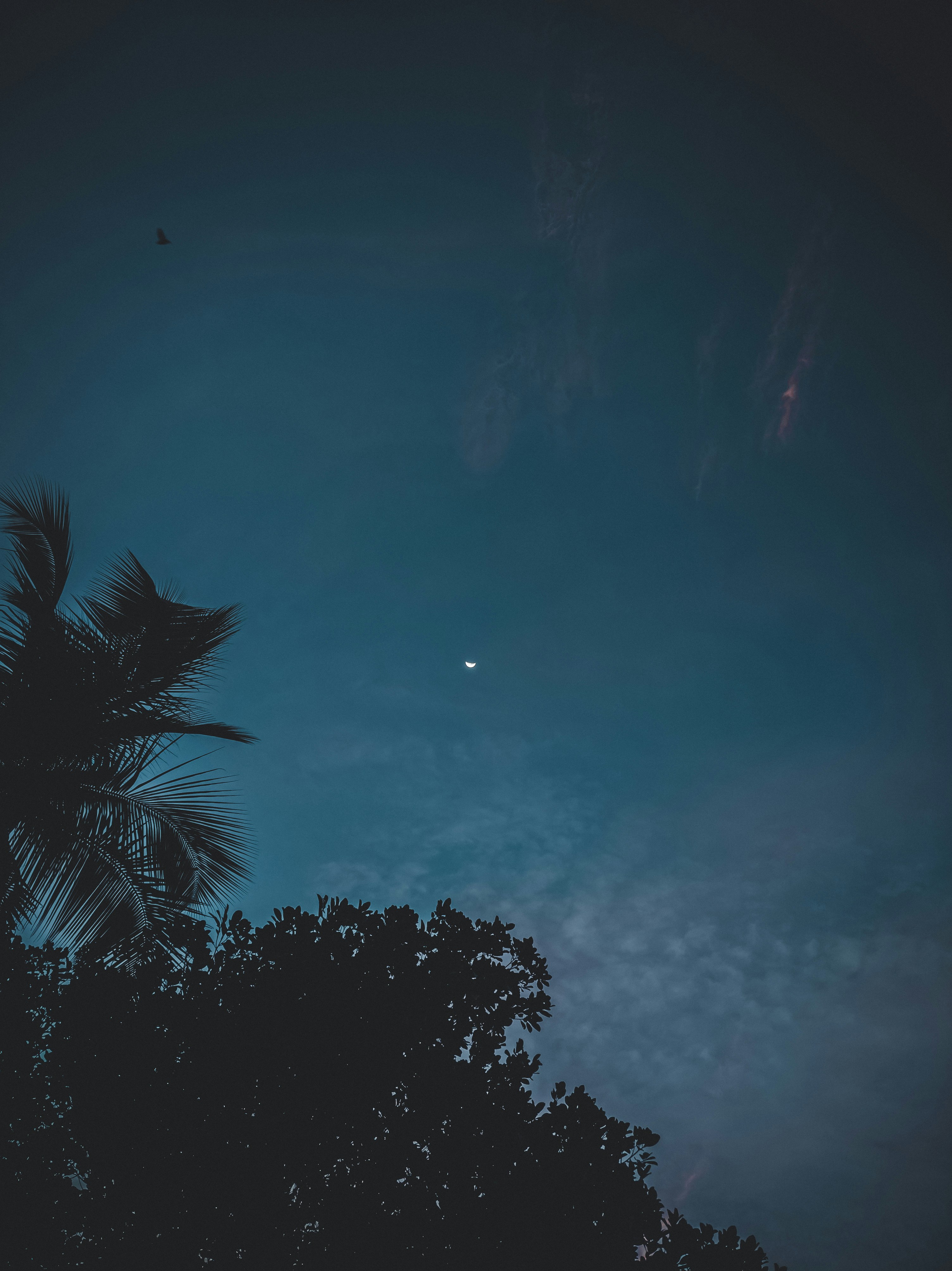 green palm tree under blue sky
