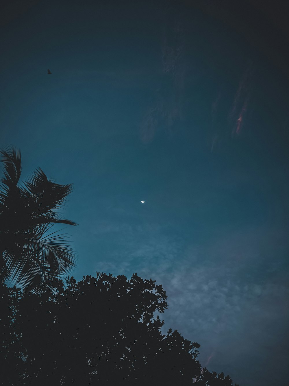 green palm tree under blue sky