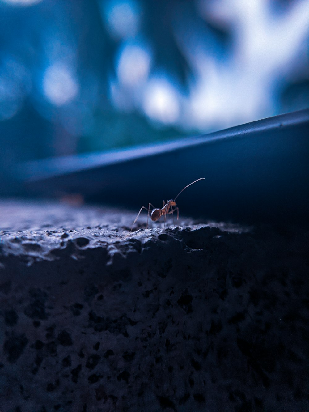 brown ant on gray concrete ground during daytime