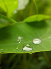 A close-up of a green leaf with water droplets, symbolizing sustainability.