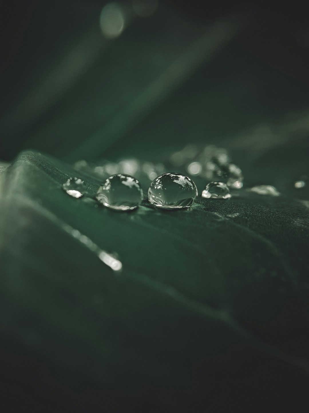 water droplets on green leaf