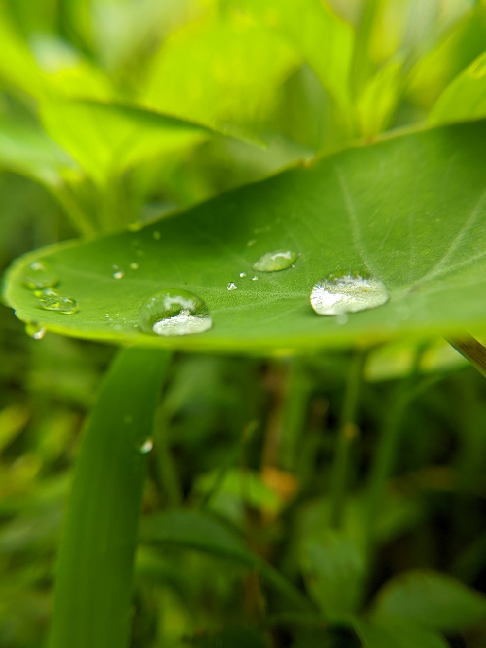 Wassertröpfchen auf grünem Blatt