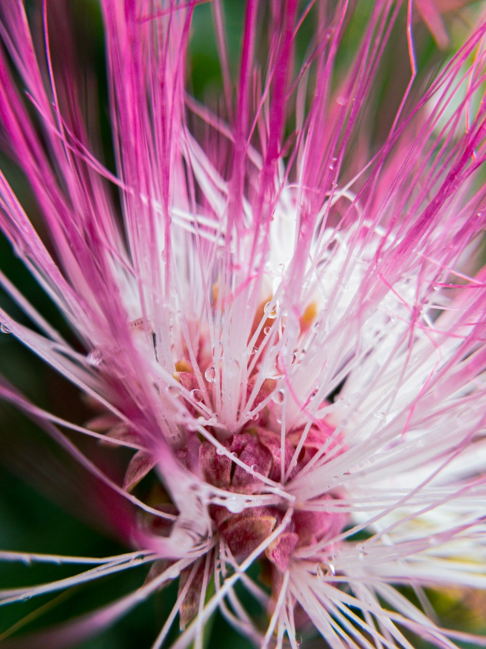 pink and white flower in macro lens