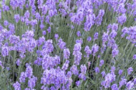 A field of lavender flowers swaying in the breeze.