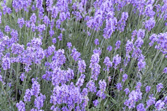 A field of lavender flowers swaying in the breeze.