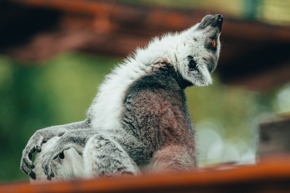 white and black lemur on brown wooden table