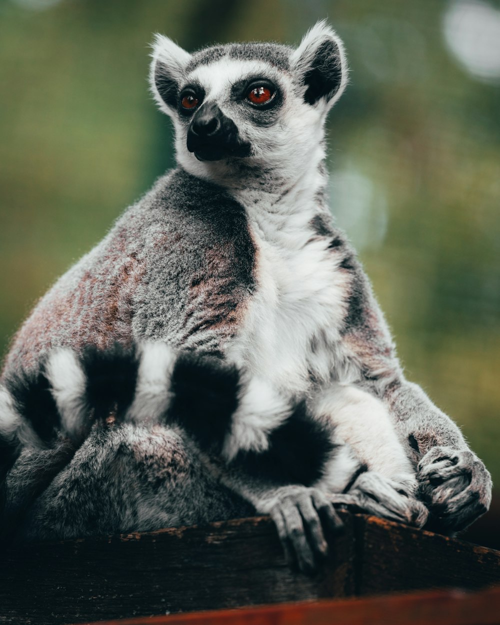 white and black animal on brown tree branch during daytime