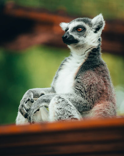 black and white lemur on brown wooden surface