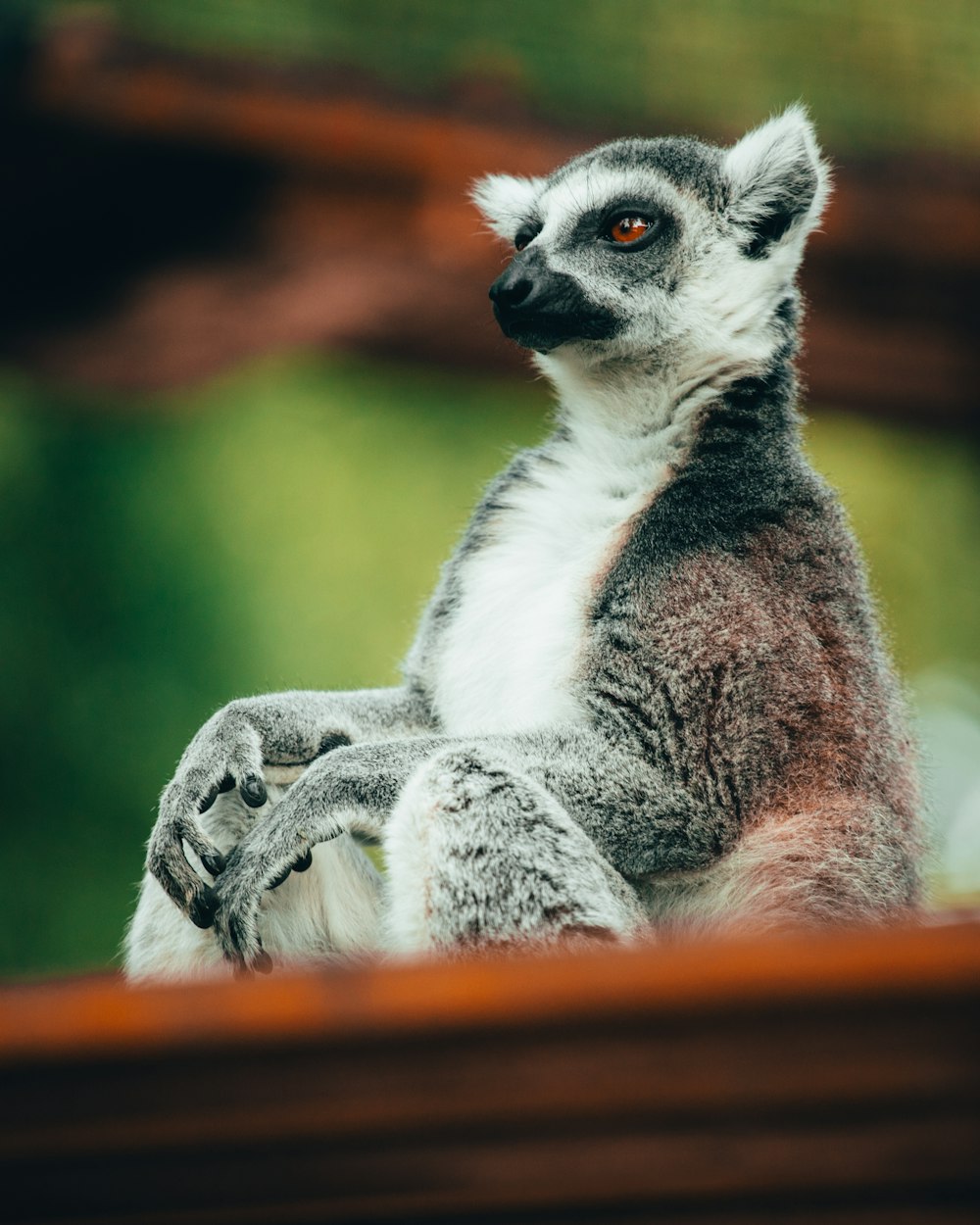 black and white lemur on brown wooden surface