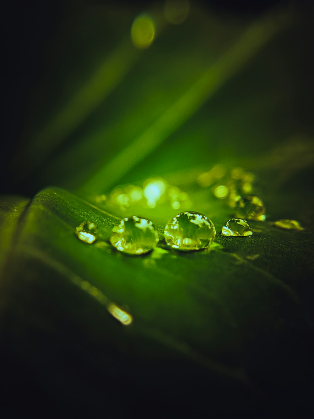 water droplets on green leaf