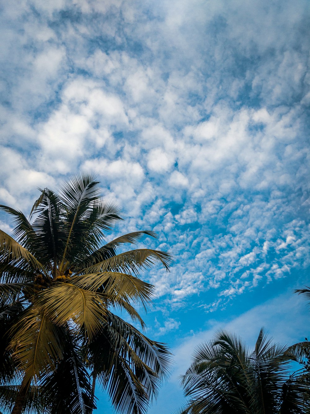 Grüne Palme unter blauem Himmel und weißen Wolken tagsüber