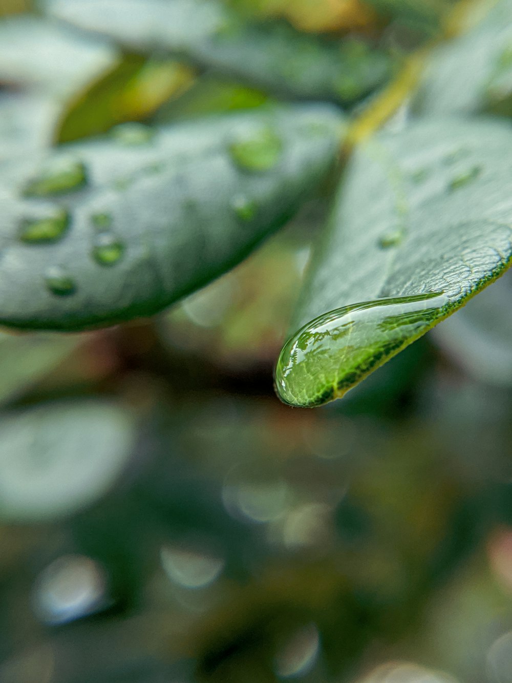 Wassertröpfchen auf grünem Blatt