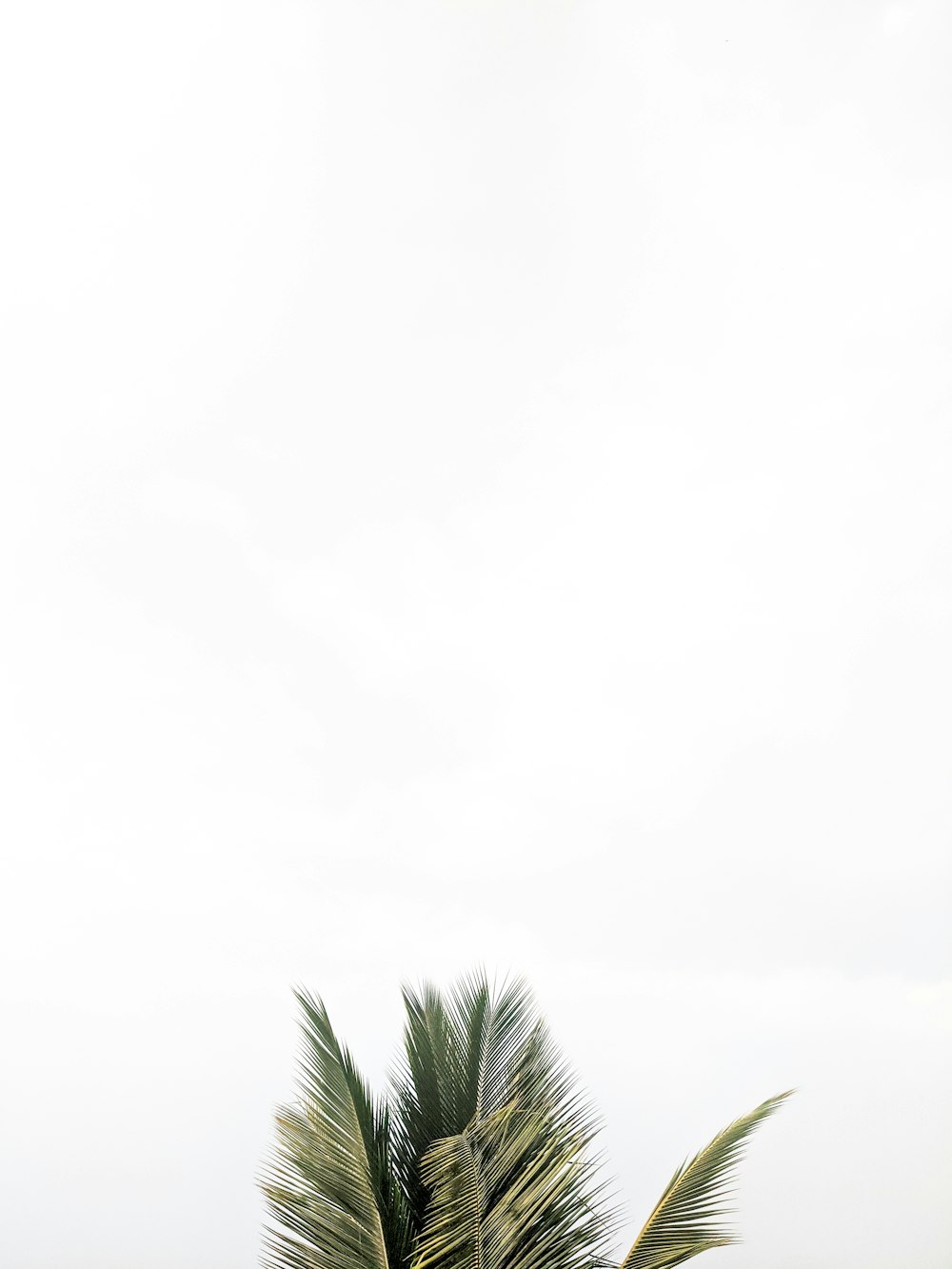 green palm tree under white sky