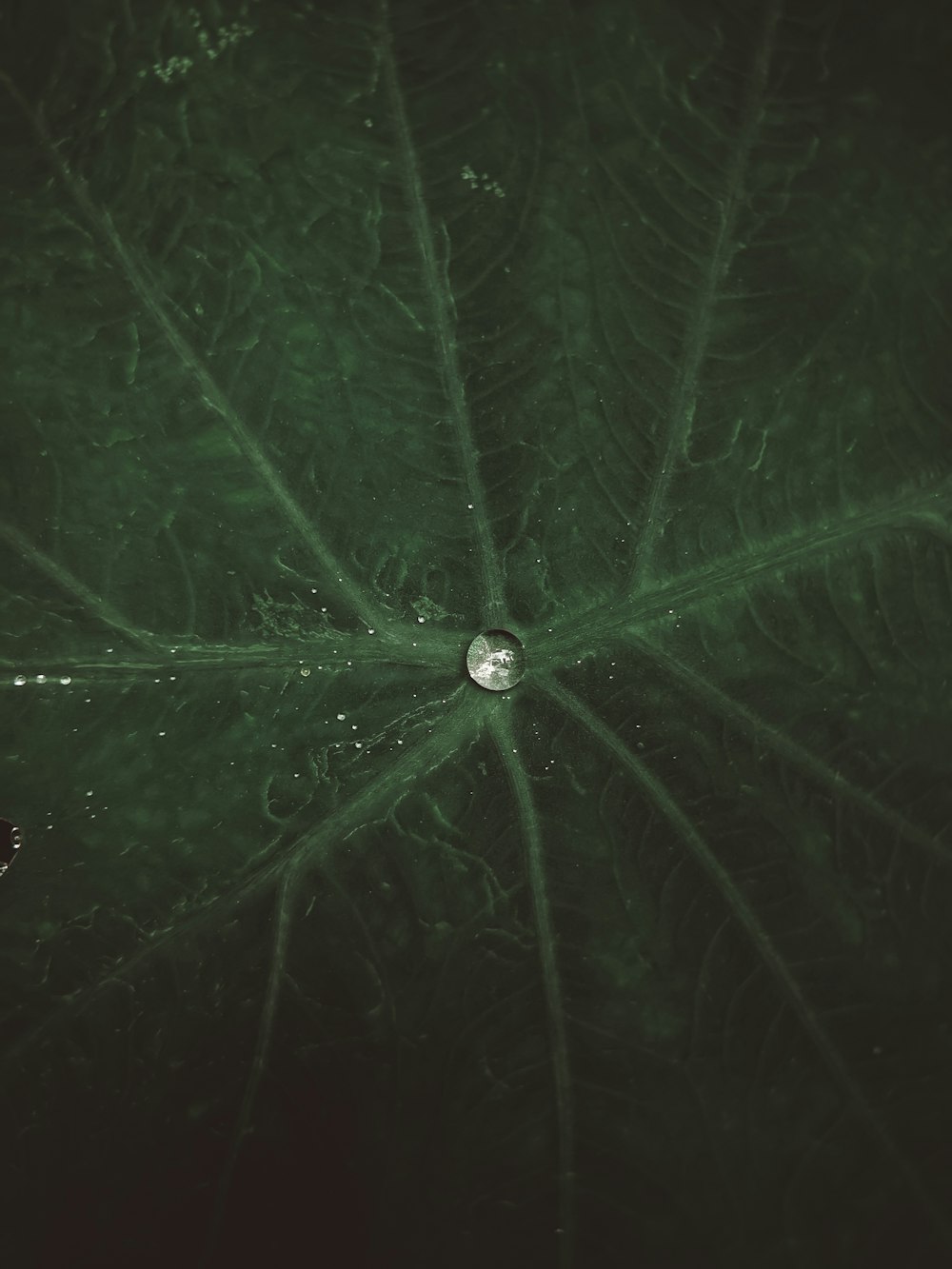 water dew on green leaf