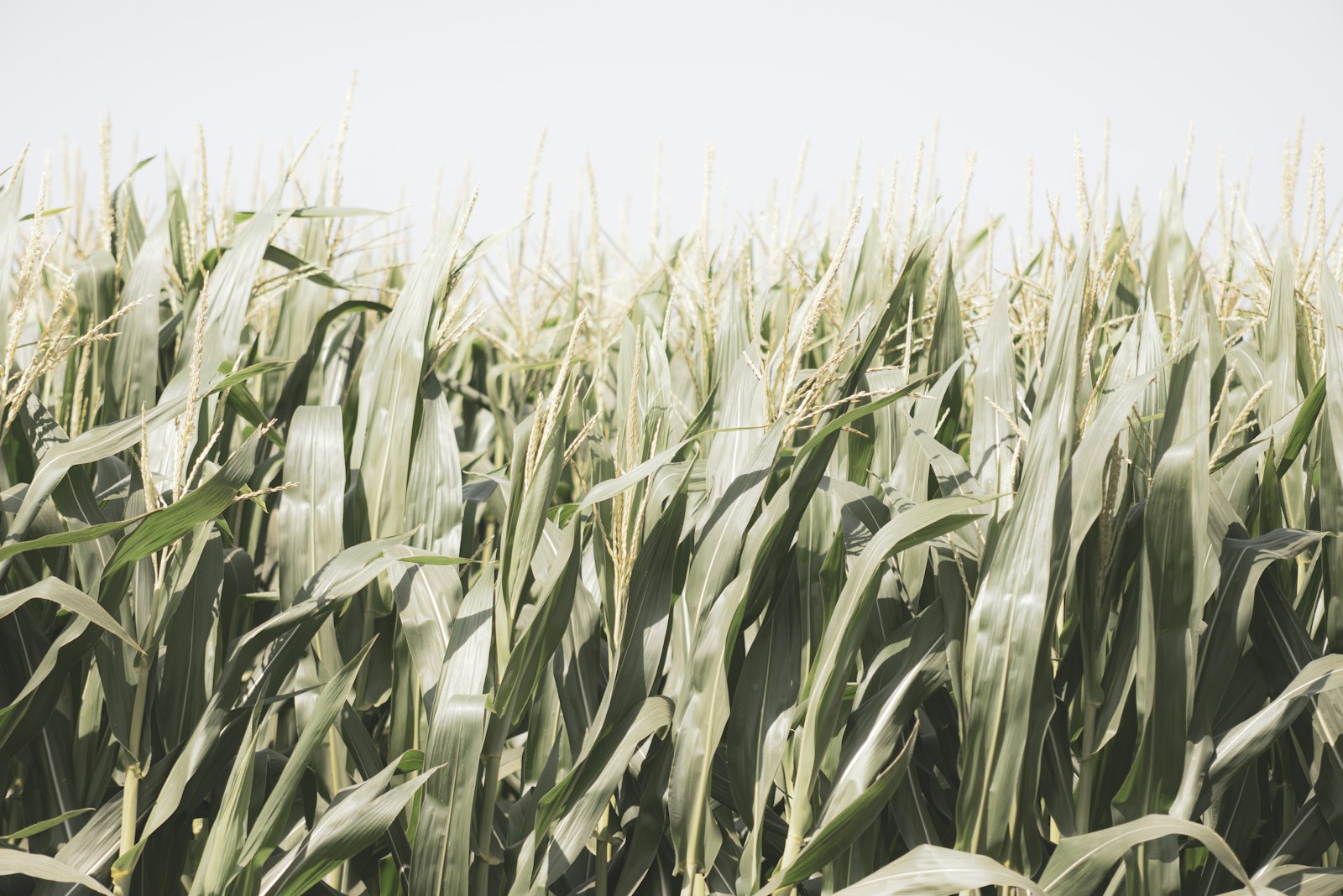 AF Nikkor 70-210mm f/4-5.6 sample photo. Green corn field during photography