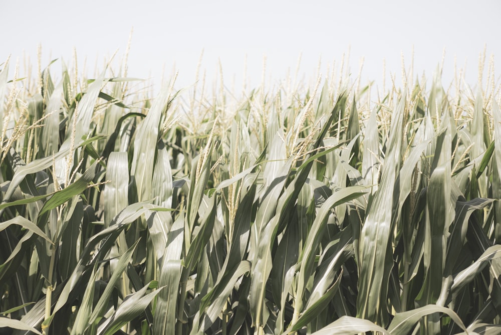 green corn field during daytime