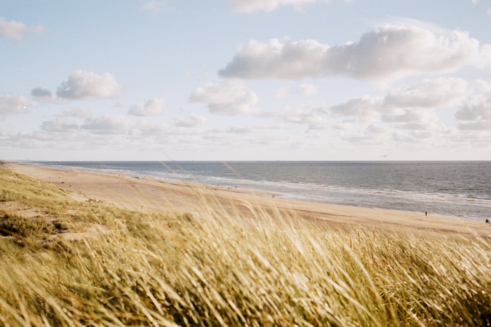 brown grass field near sea under white clouds and blue sky during daytime