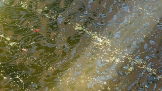 Rippling water with patches of sunlight reflecting off the surface, creating a blend of green and brown hues. Small gold and red particles are visible, likely organic material or debris.