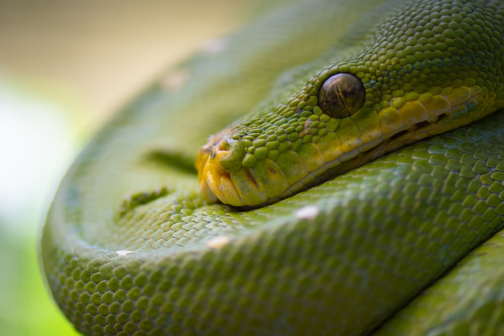 green snake in close up photography
