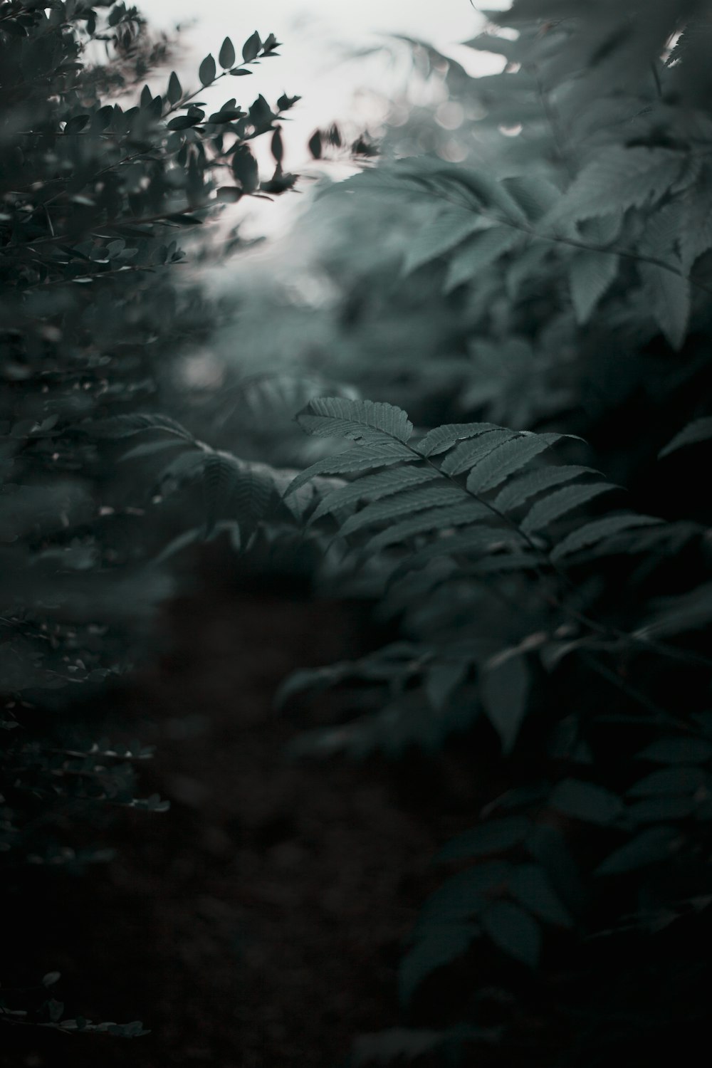 a black and white photo of a leafy tree