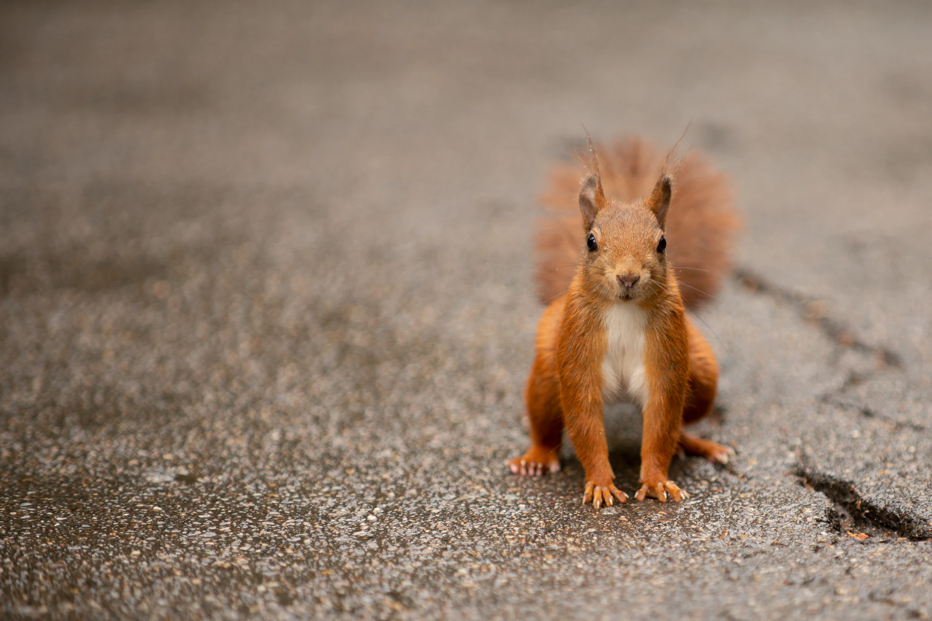 brown squirrel on gray ground