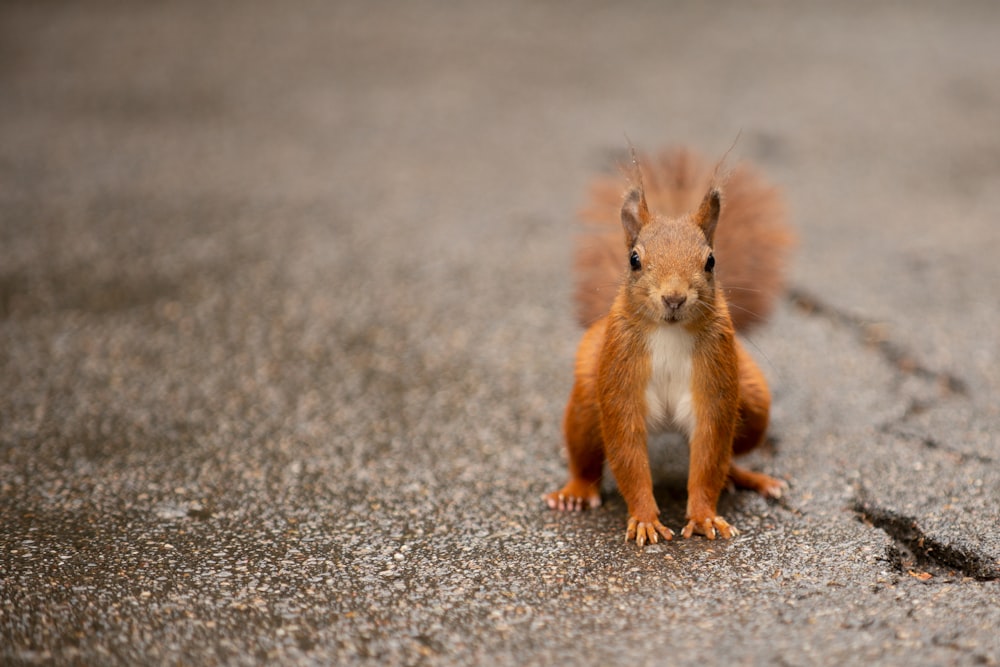 brown squirrel on gray ground