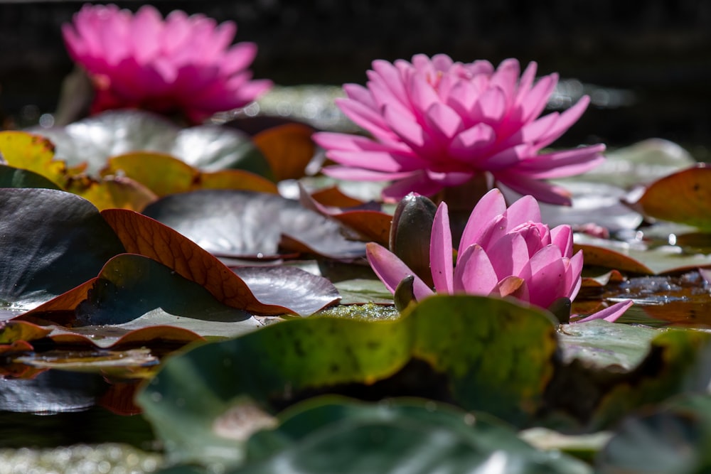 fleur de lotus rose en fleurs pendant la journée