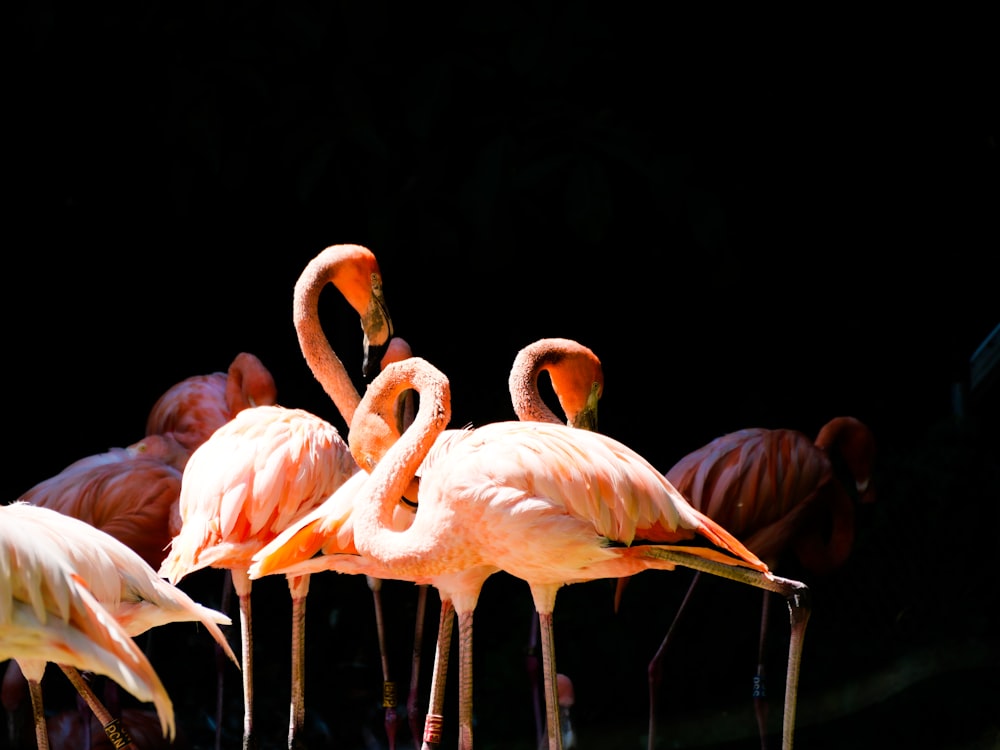 pink flamingos on black background