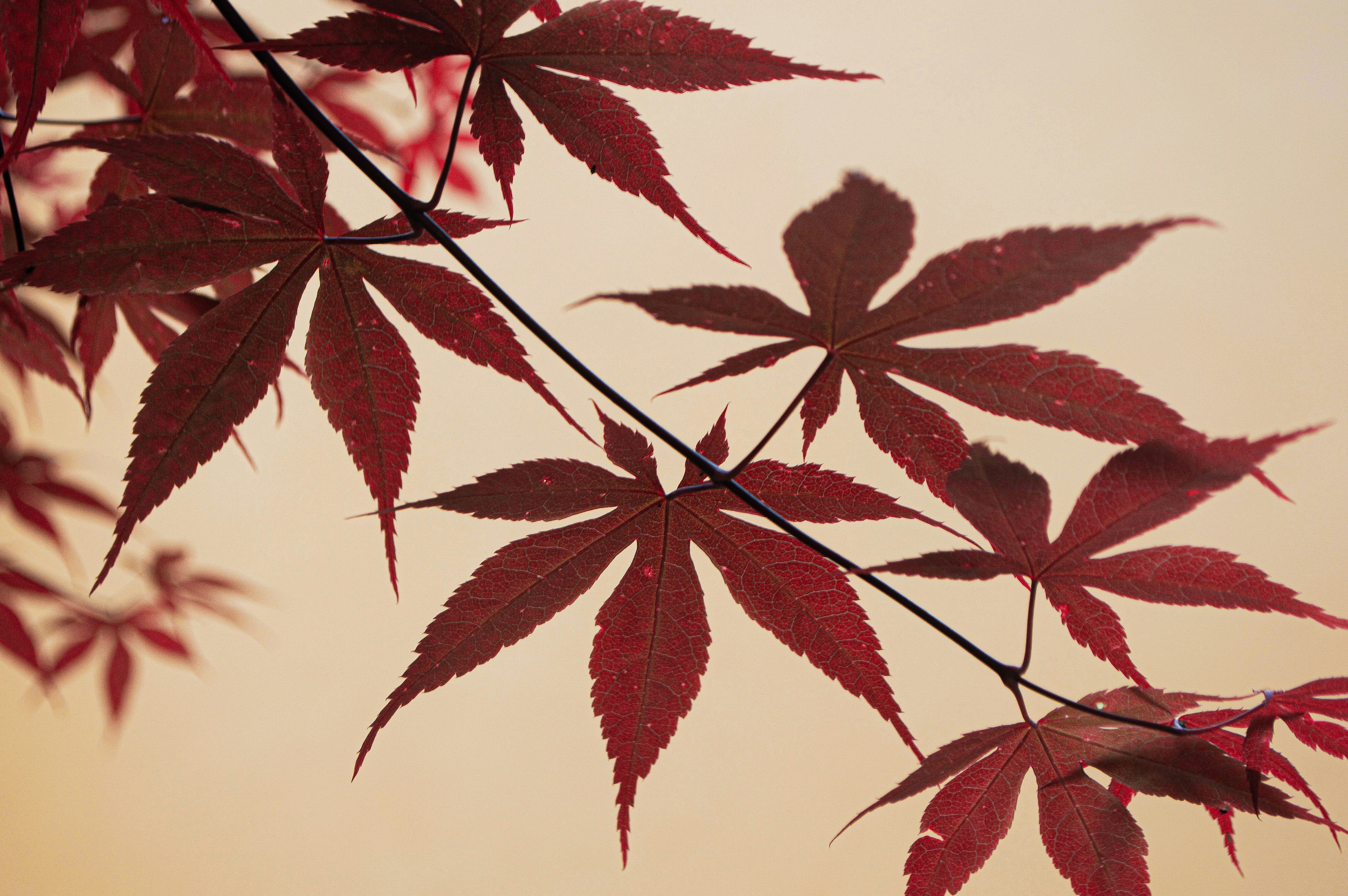 Photo by herfrenchness