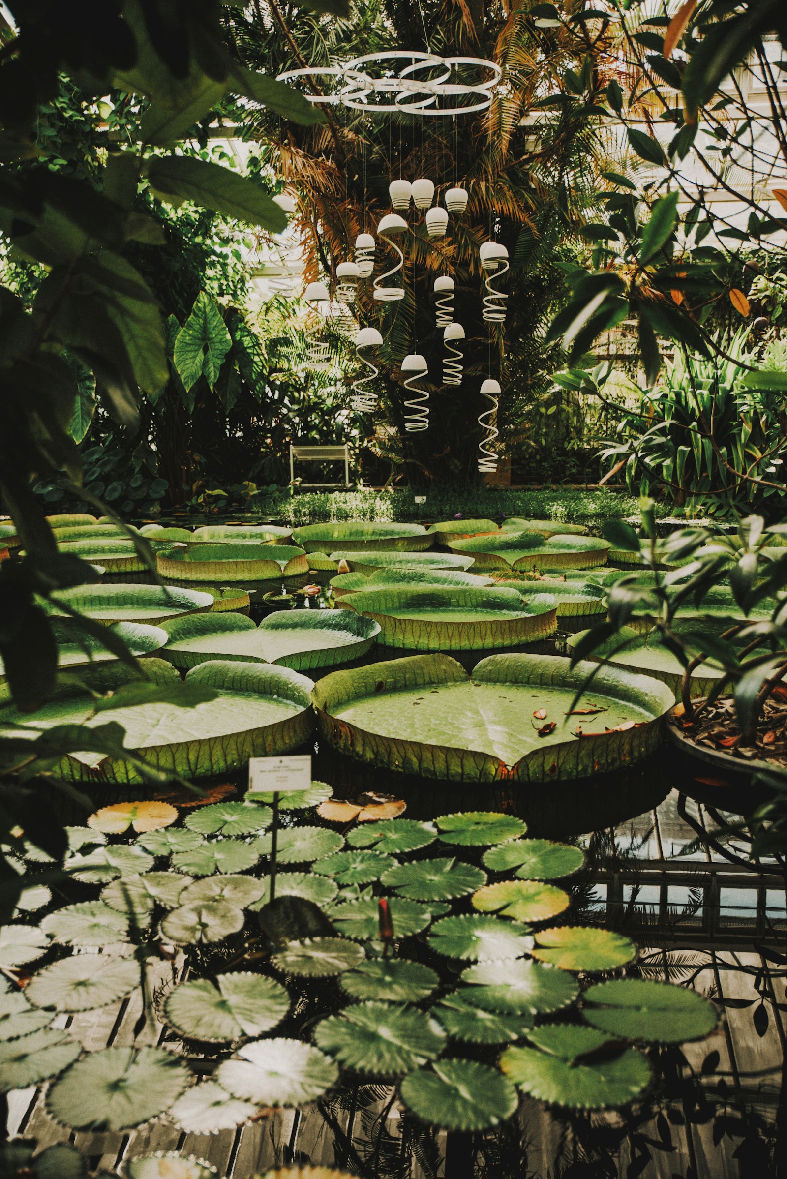 Tamron SP 24-70mm F2.8 Di VC USD sample photo. Green water lilies on photography