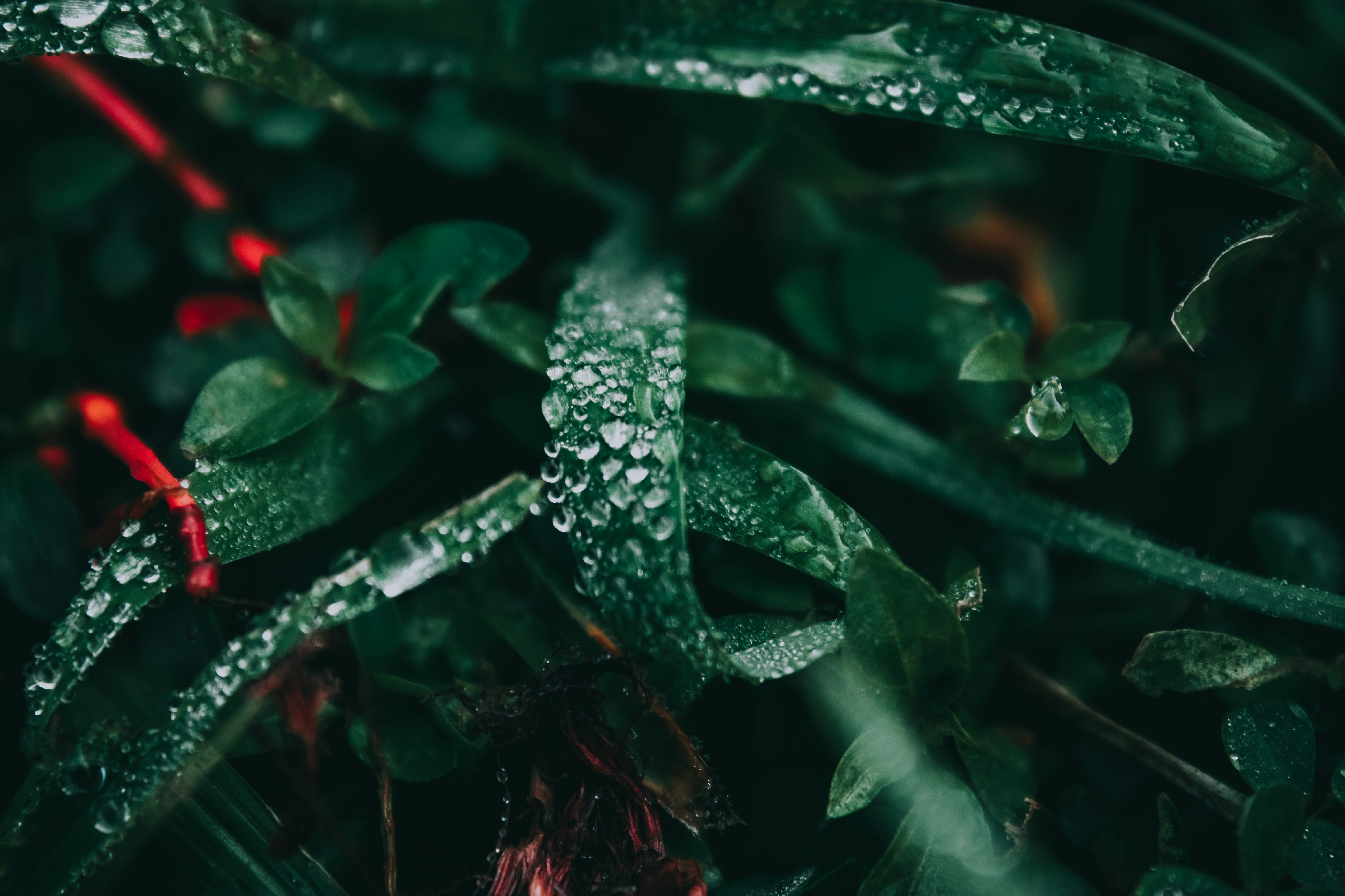 water droplets nature, wallpaper, Dehydration Signs: Recognizing Symptoms & Staying Hydrated 4