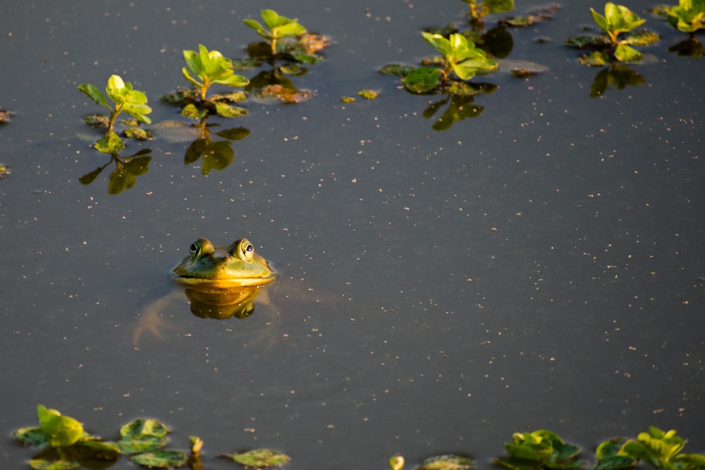 green frog on water lily