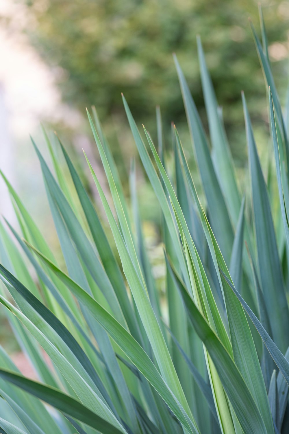 green grass in close up photography