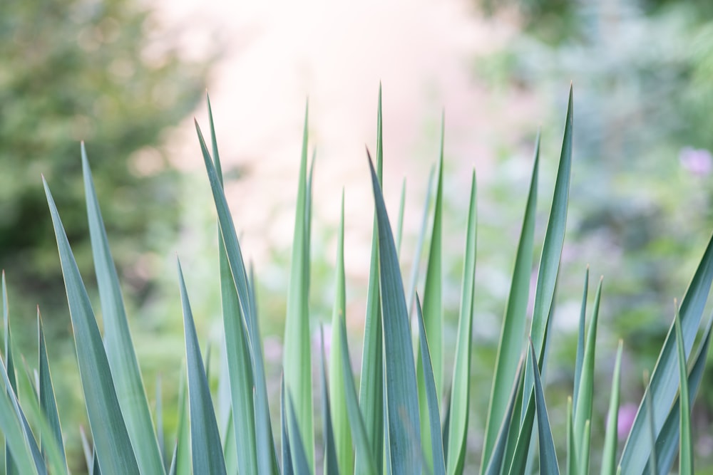 green grass in close up photography