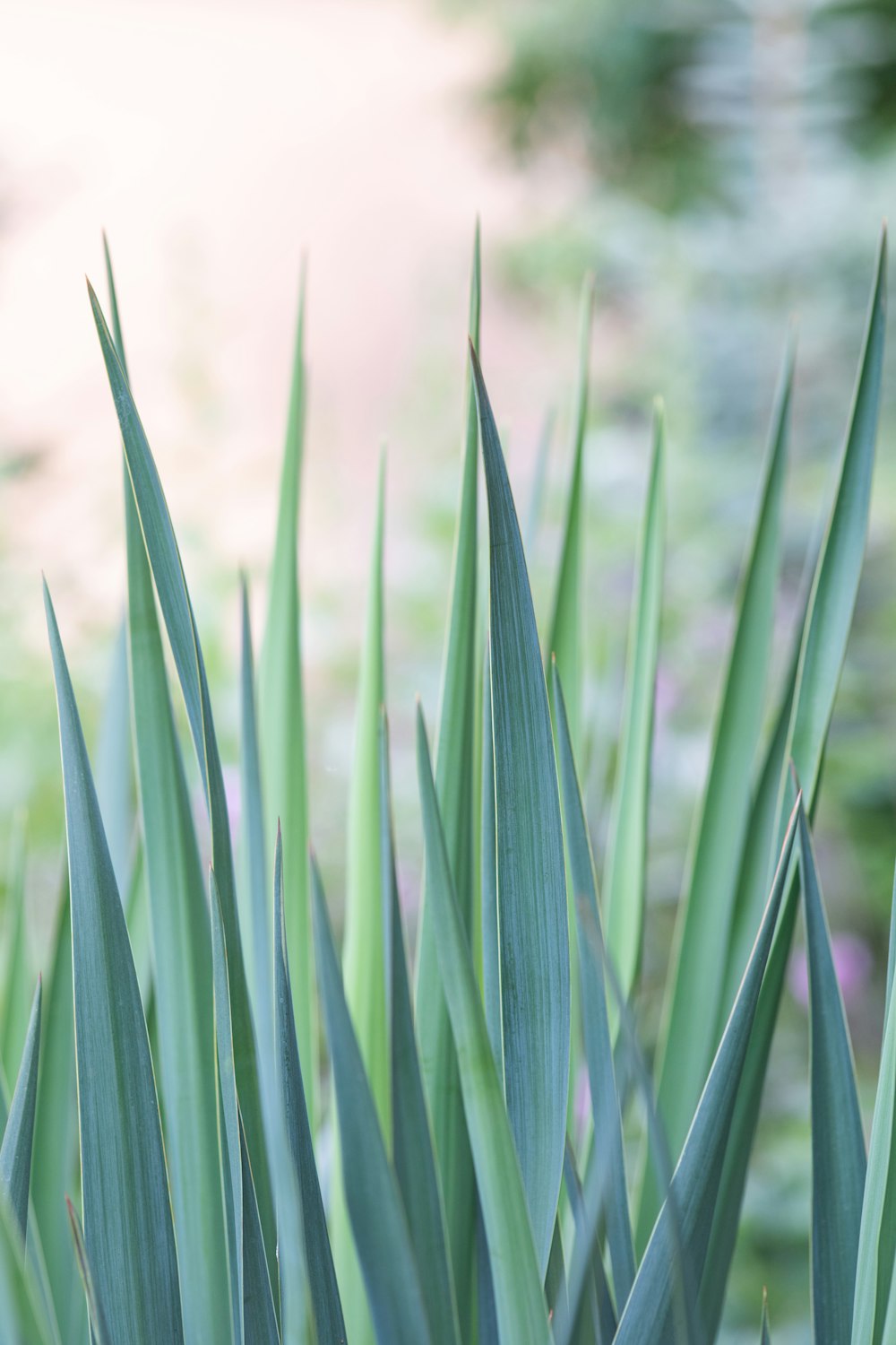 Hierba verde en la fotografía de primer plano