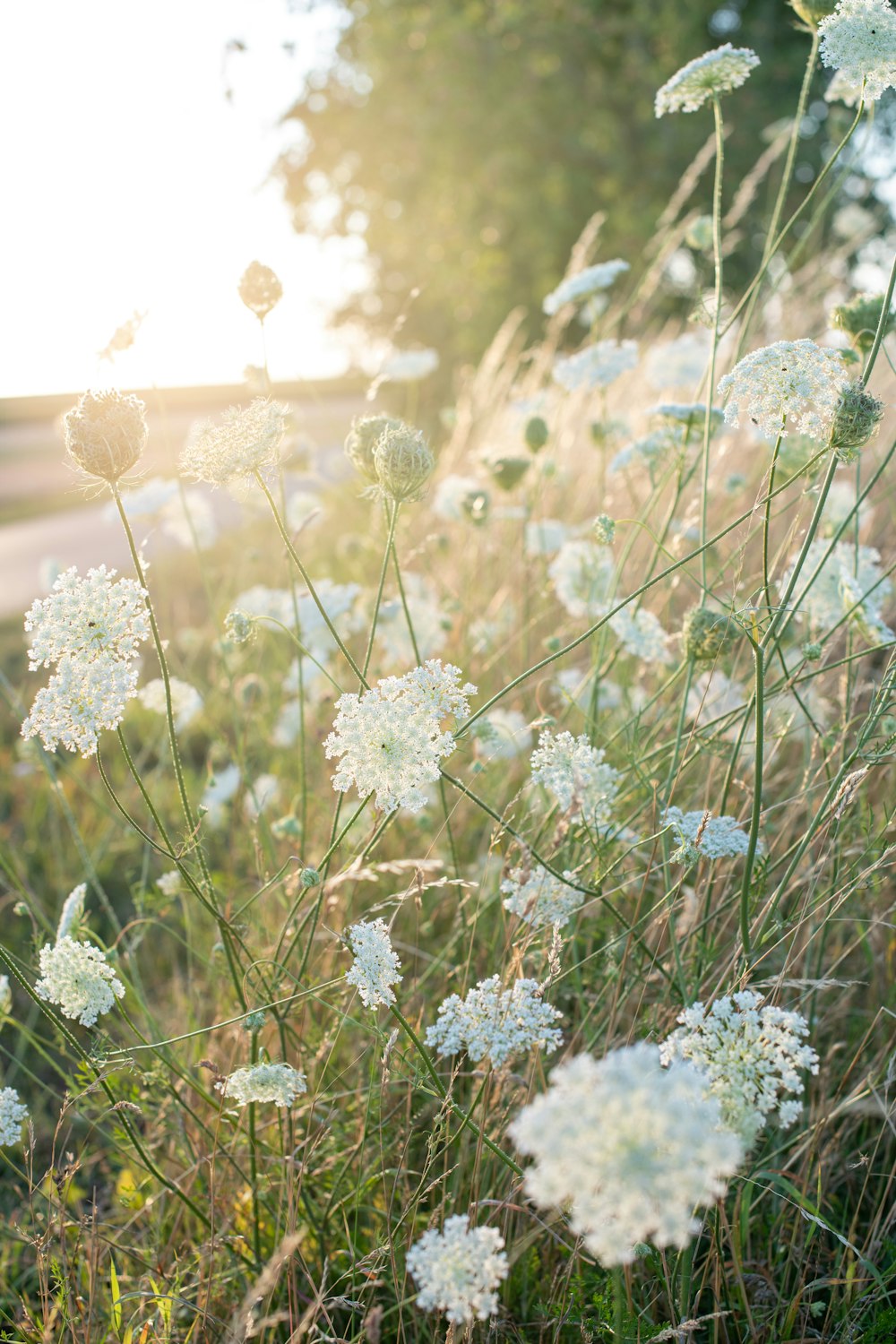 white flowers in tilt shift lens