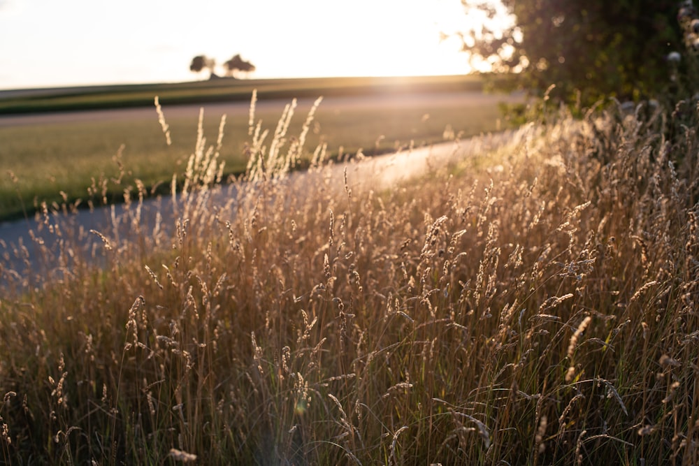 brown grass field during daytime