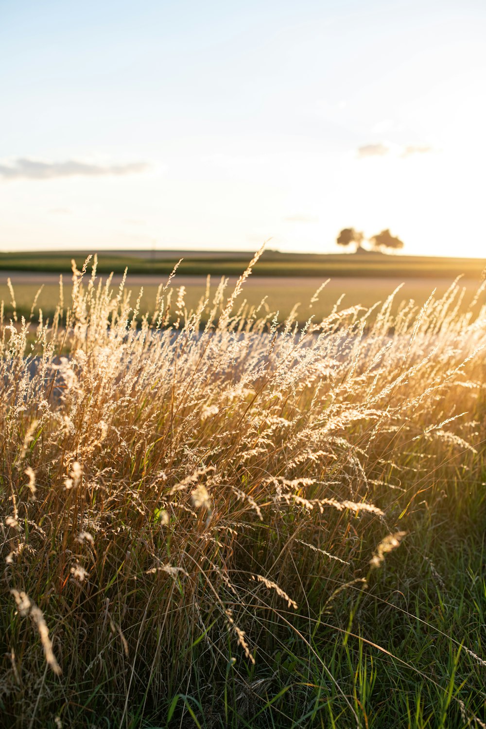 brown wheat field during daytime