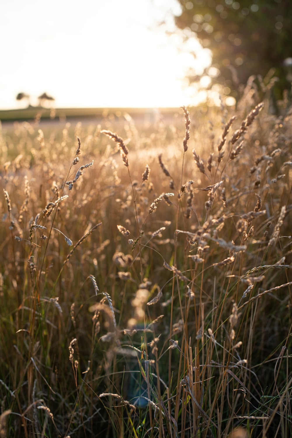 brown wheat field during daytime